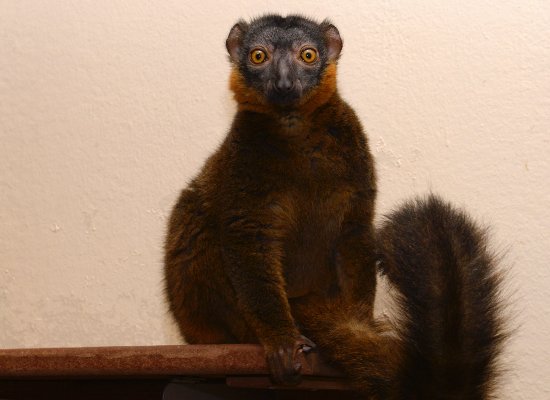 female collared lemur looking sassy