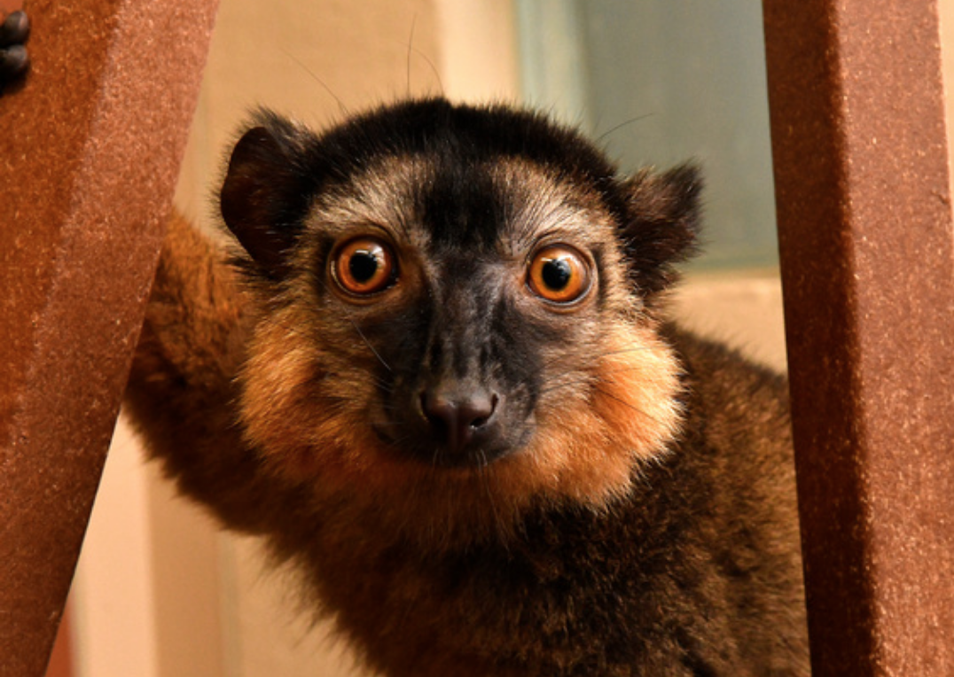 collared lemur