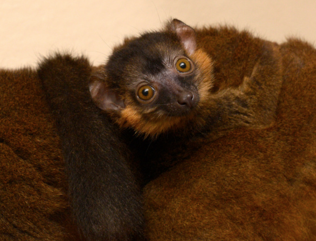 collared lemur infant on mom's back