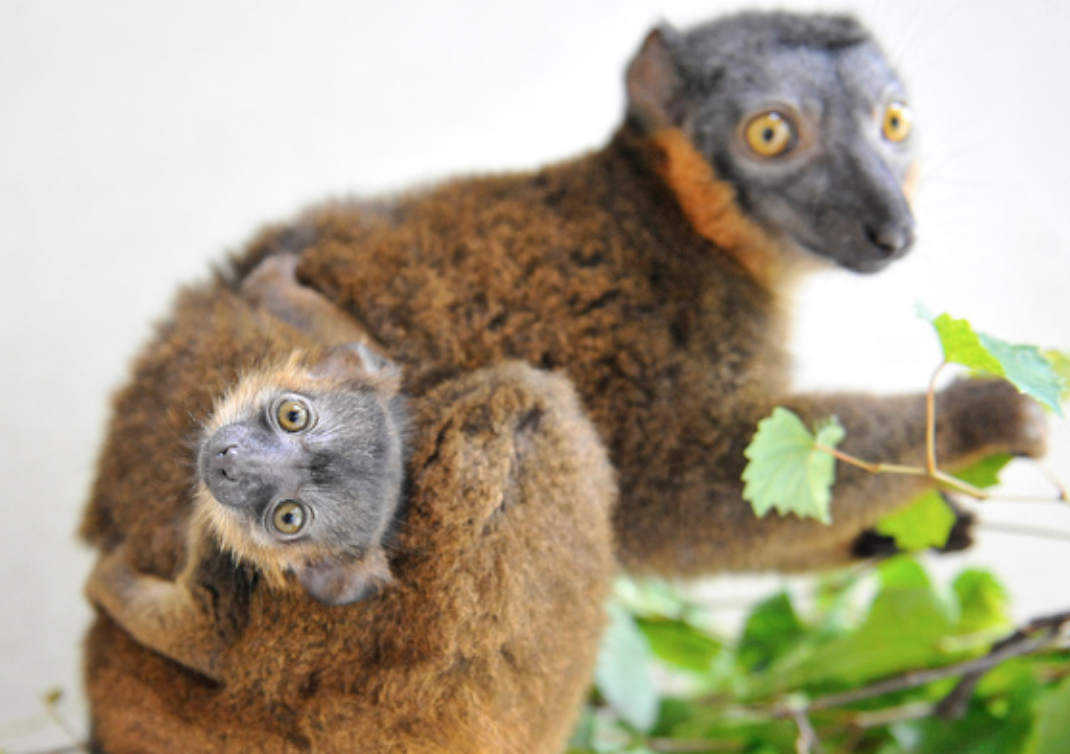 collared lemurs eating