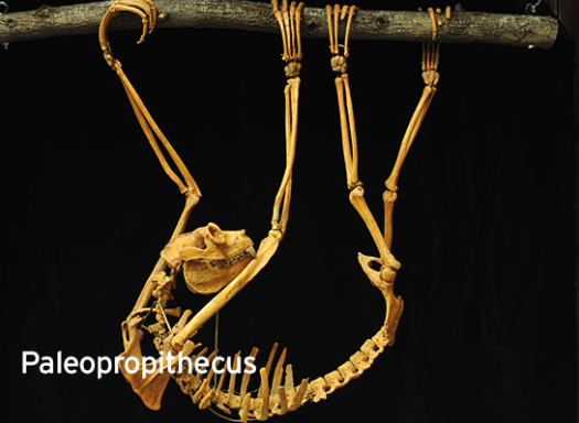 Paleopropithecus extinct lemur sifaka relative