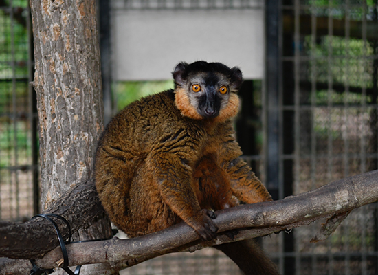 collared lemur dozier in silo enclosure
