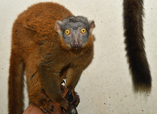 collared lemur female bijou looking at camera