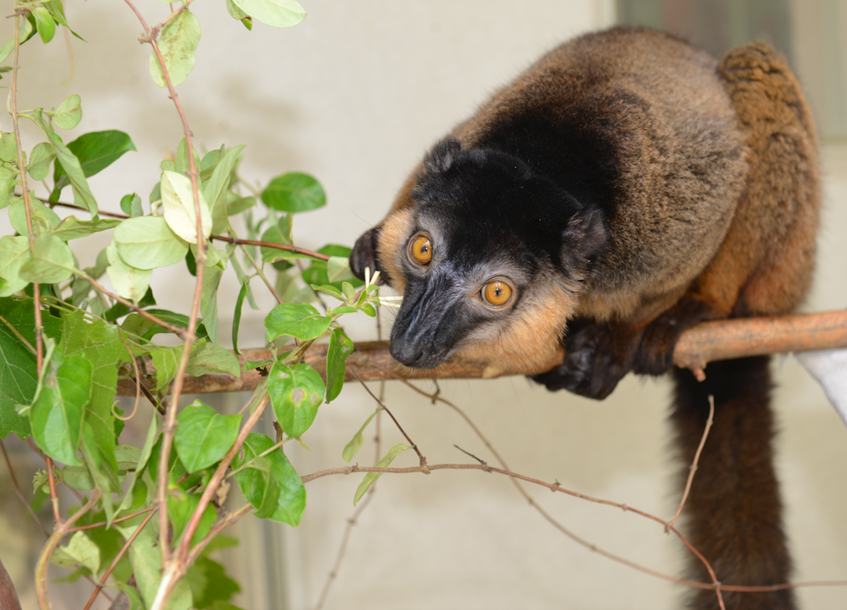 collared lemur juvenile dozier