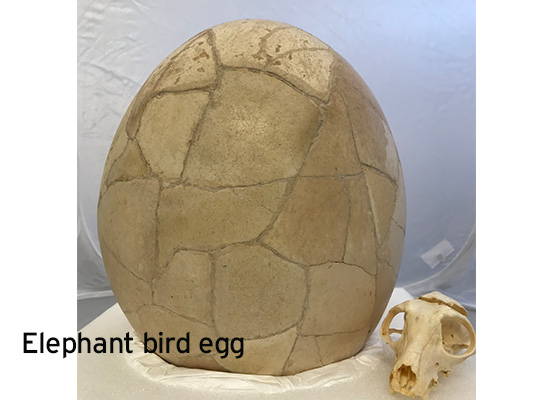 elephant bird egg for slider FINAL