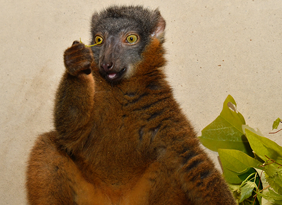 female collared lemur bijou eating leaves 2