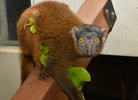 female collared lemur bijou eating leaves 3