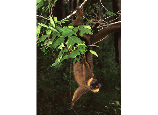 male collared lemur dangling in forest
