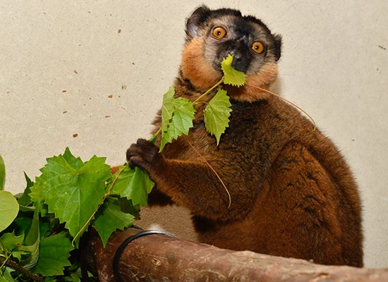 male collared lemur eating leaves