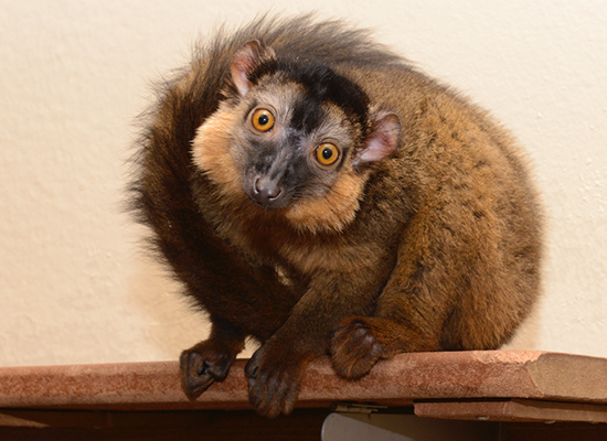 male collared lemur tilting head