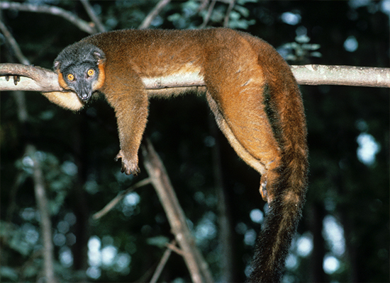 vintage photo collared lemur dangling