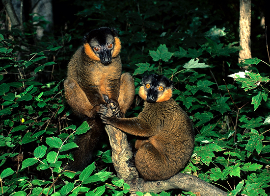 vintage photo collared lemur males in forest