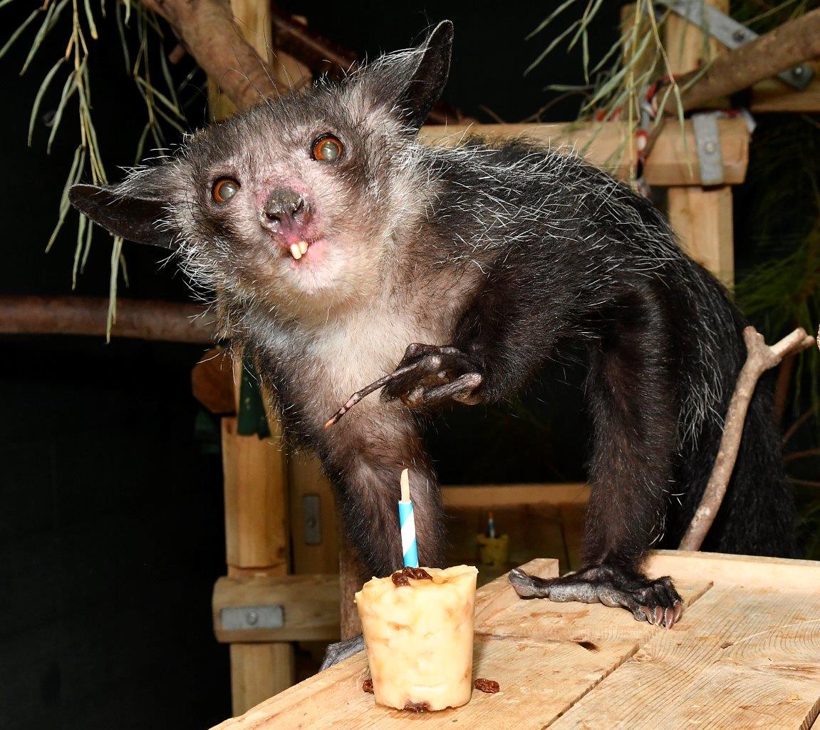 Happy 35th Birthday To Endora The Aye Aye Duke Lemur Center