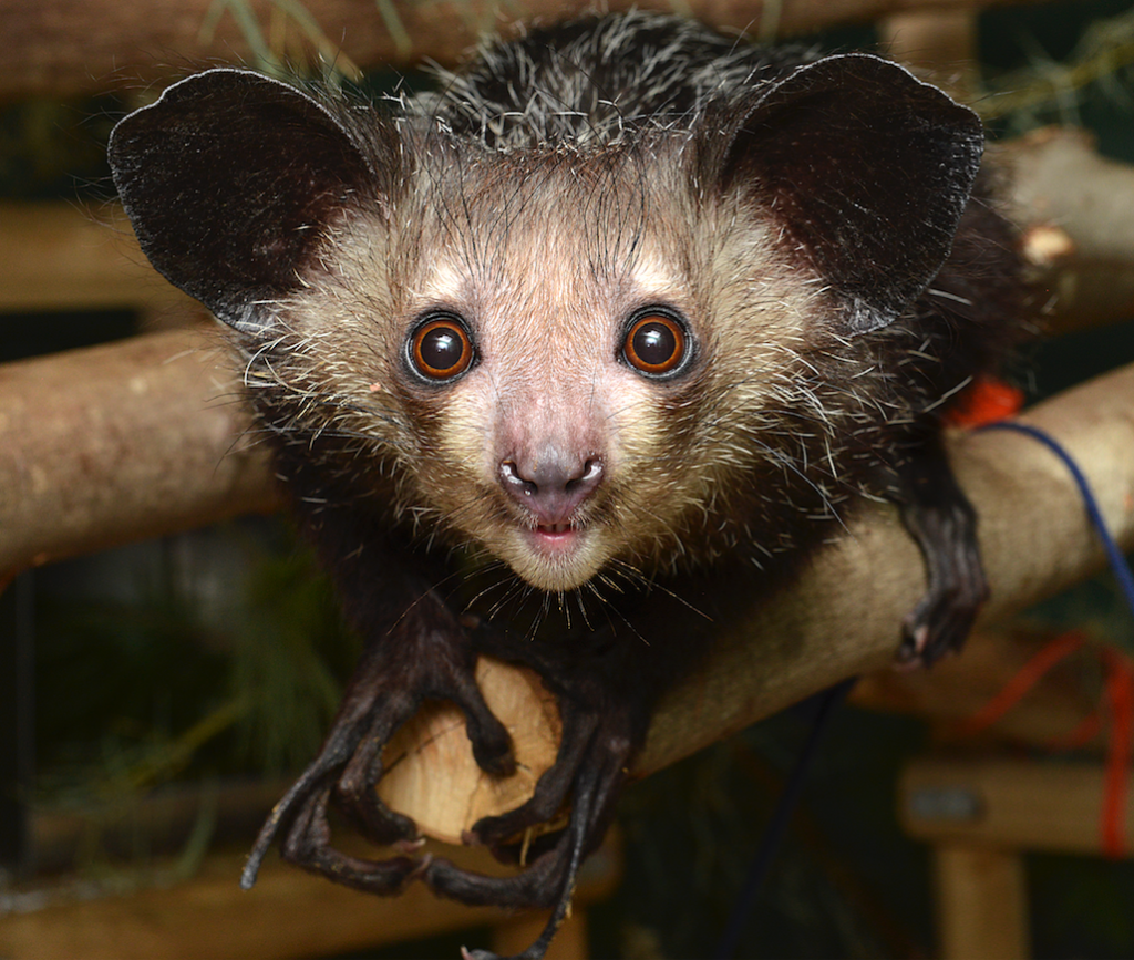 FROM THE ARCHIVES: The DLC's Founding Aye-aye Fathers (and Mothers) - Duke  Lemur Center
