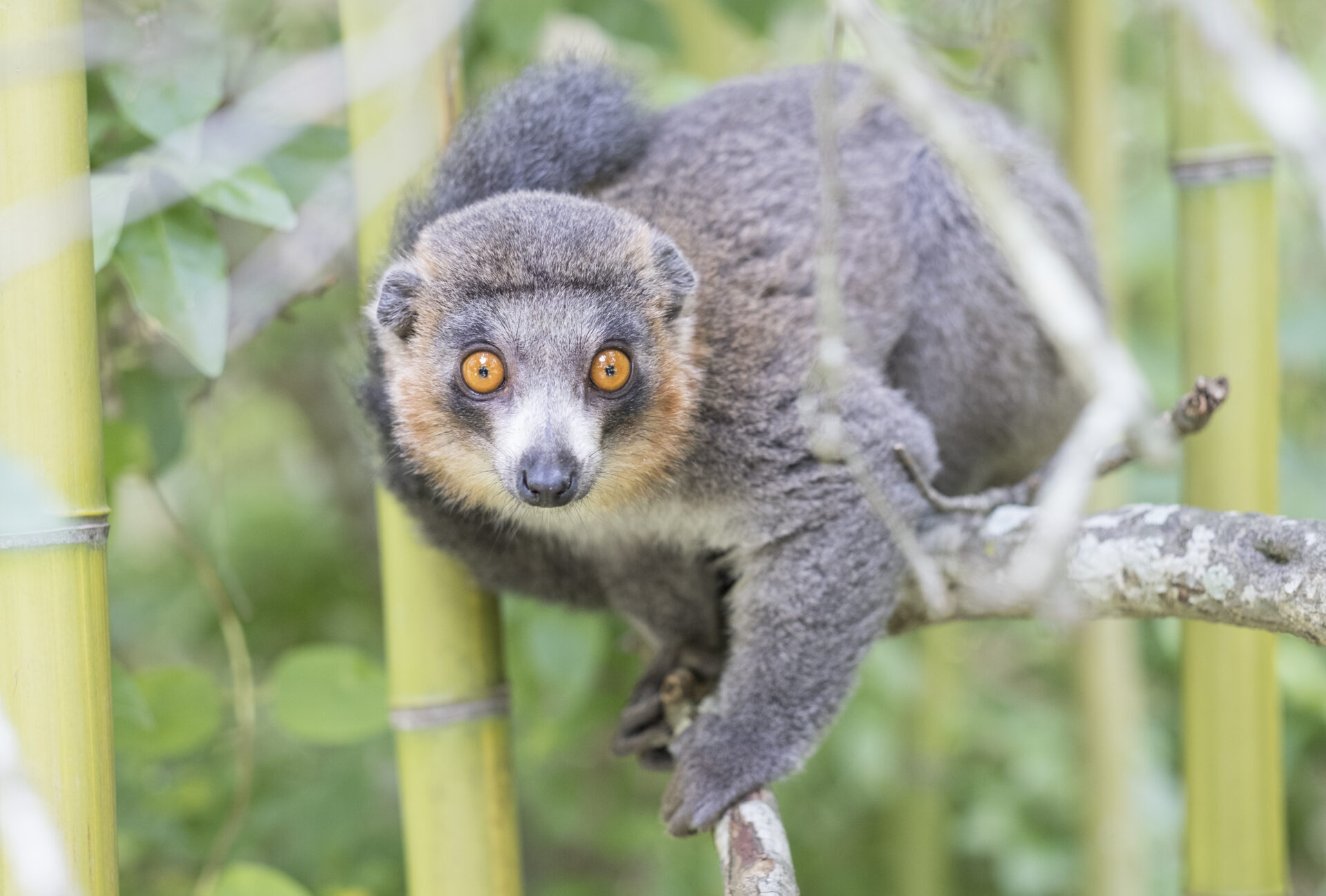Male mongoose lemur looking directly at the camera against a background of bamboo. Photo by Sara Clark.