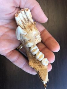 Fossil Friday: Archaeolemur - Duke Lemur Center