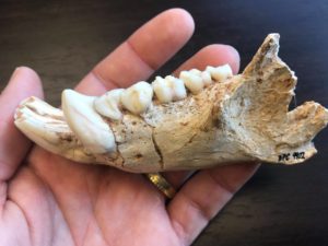 Fossil Friday: Archaeolemur - Duke Lemur Center