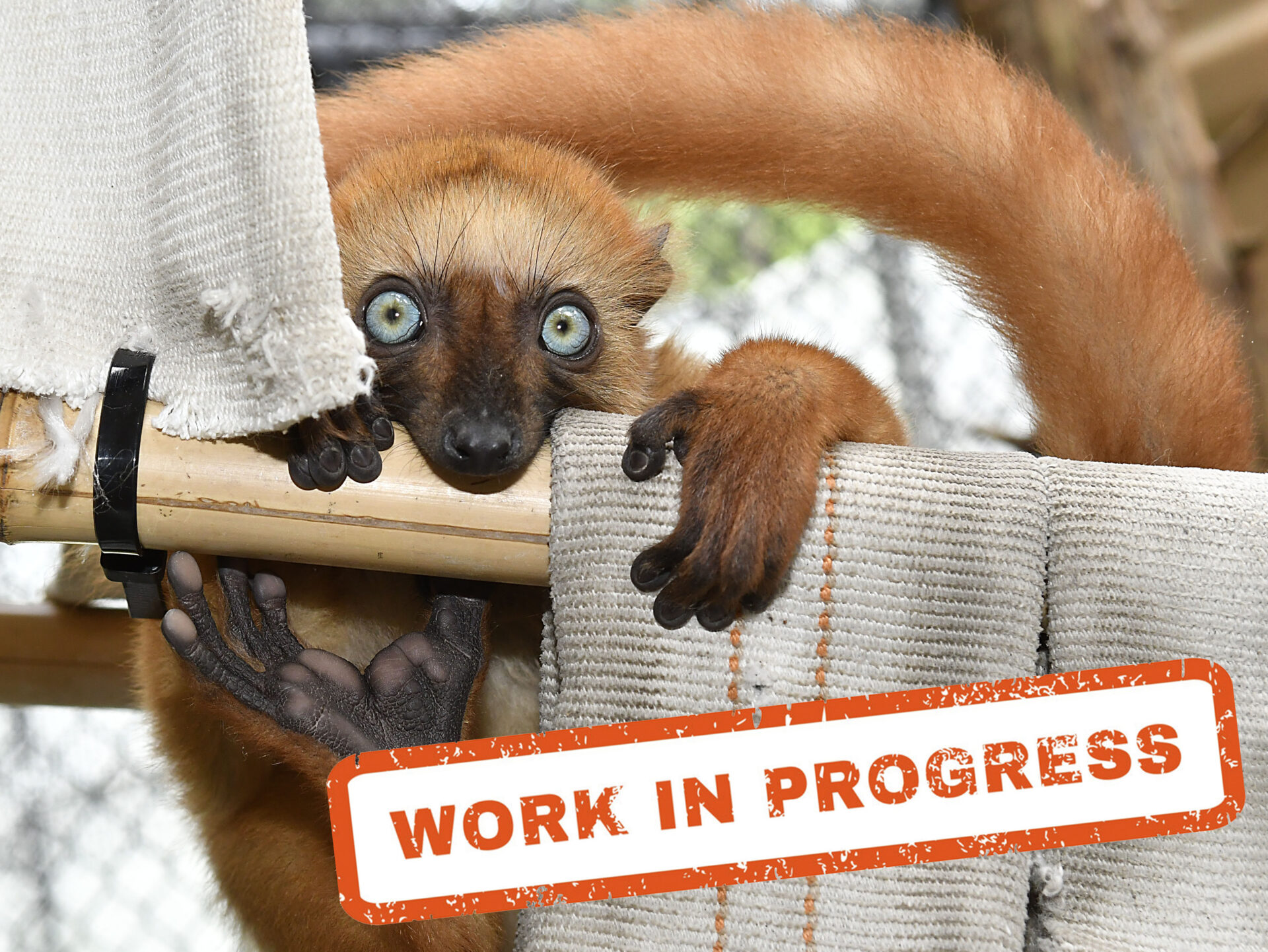 Lemurs installing host family program