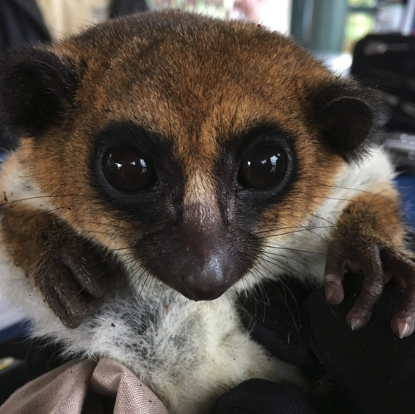 Studying Dwarf Lemur Hibernation: Research expedition to Madagascar - Duke  Lemur Center