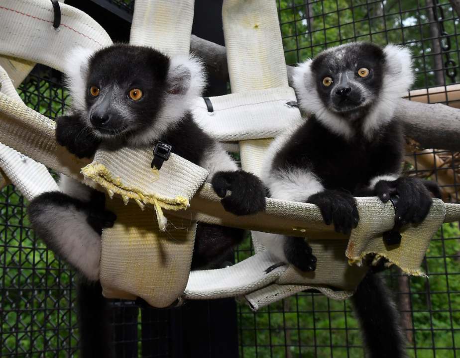 Two ruffed lemurs sit in a hammock made of firehose