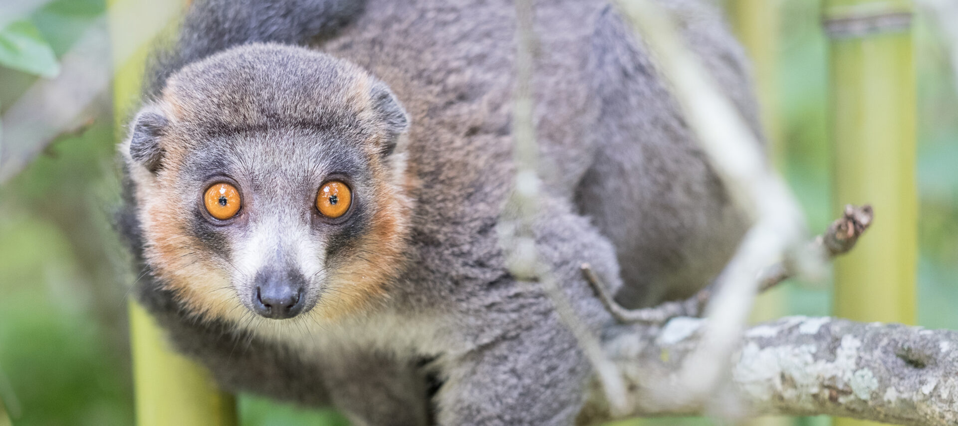Protected: Mongoose Lemur Husbandry Guidelines