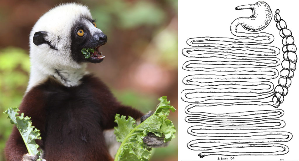 Image of sifaka eating kale and a diagram of sifaka digestive system.