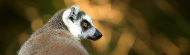 ring-tailed lemur in profile