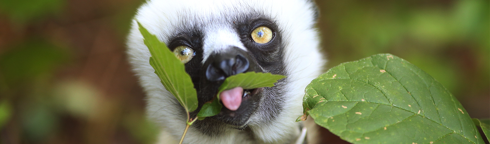 Lemurs installing host family program