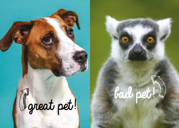 Pet Lemurs The Pet To Regret Duke Lemur Center