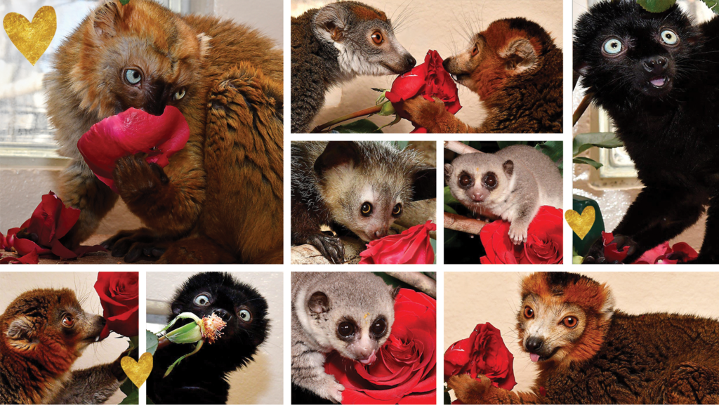 Collage of lemurs eating roses