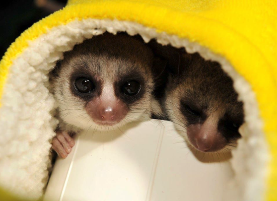Two dwarf lemurs snuggled in a yellow fleece nesting pouch donated from the DLC's wishlist