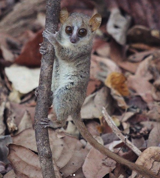 Wild mouse lemur clinging to a tree branch