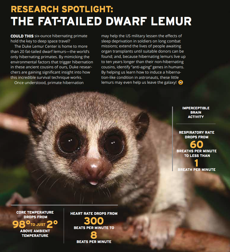 Image of fat-tailed dwarf lemur surrounded by statistics about hibernation