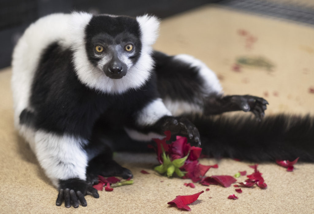 Ruffed lemur Halley sitting on a demolished rose