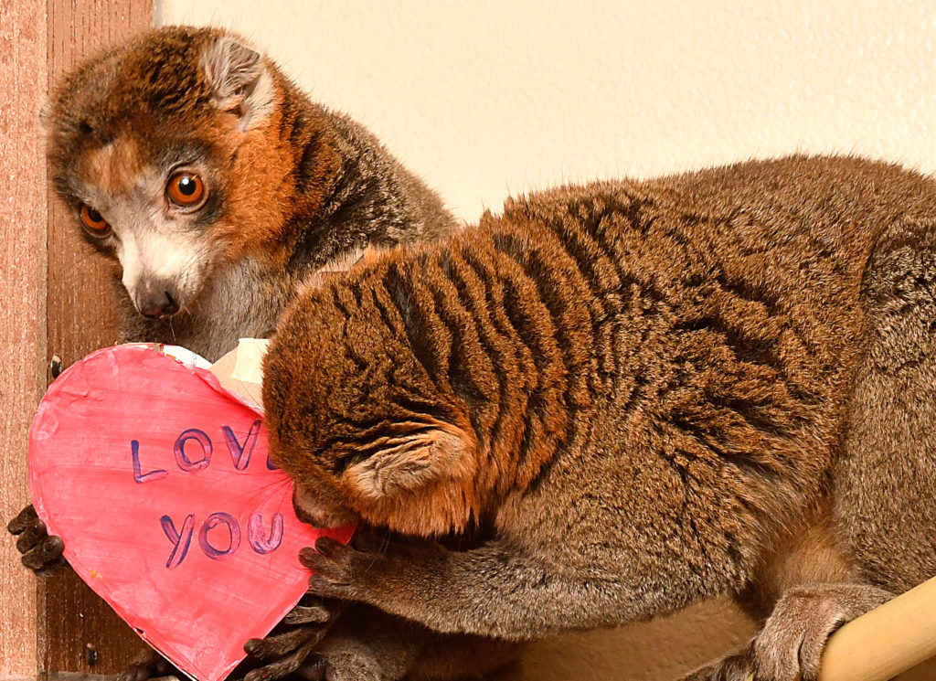 Mongoose lemur brothers Mico and Ignacio with heart-shaped enrichment toy