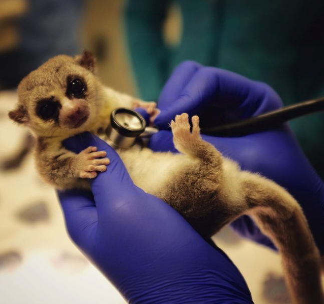 dwarf lemur receiving a vet exam