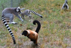 regeling kussen Belachelijk Pet Lemurs: The Pet to Regret - Duke Lemur Center
