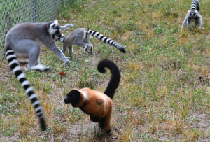 aggressive behavior - ring-tailed lemurs fighting