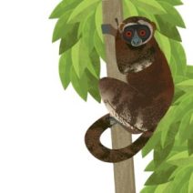 Illustration of the eastern woolly lemur in a tree