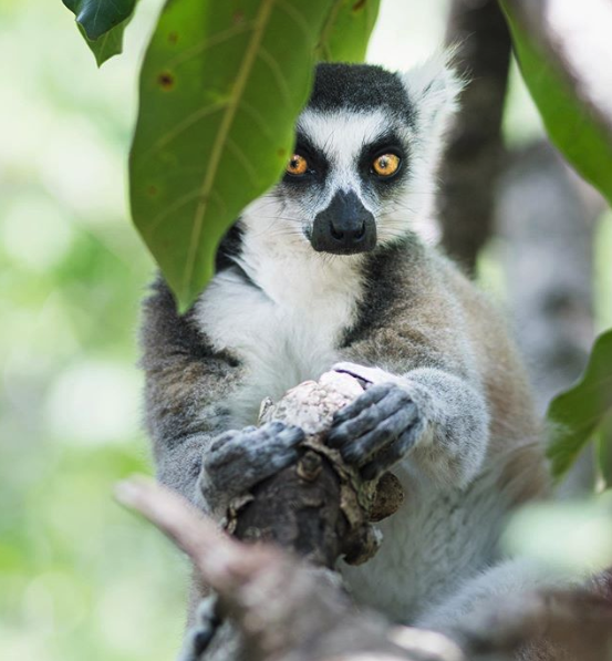 Wild Cam: TWS Members Find What's Eating Lemurs in Madagascar - The  Wildlife Society