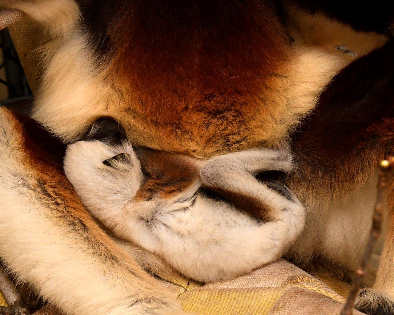 Infant sifaka sleeping in mother's lap