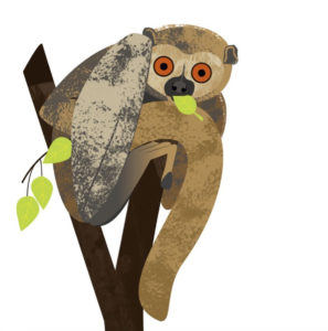 Illustration of a woolly lemur eating a leaf
