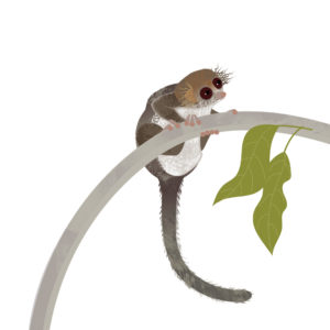 Rachel Hudson illustration of a hairy-eared dwarf lemur