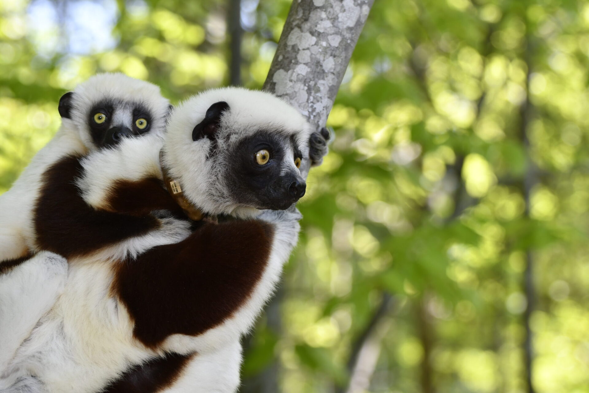 Mother sifaka with infant clinging to her back