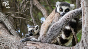 Two ring-tailed lemurs in a tree