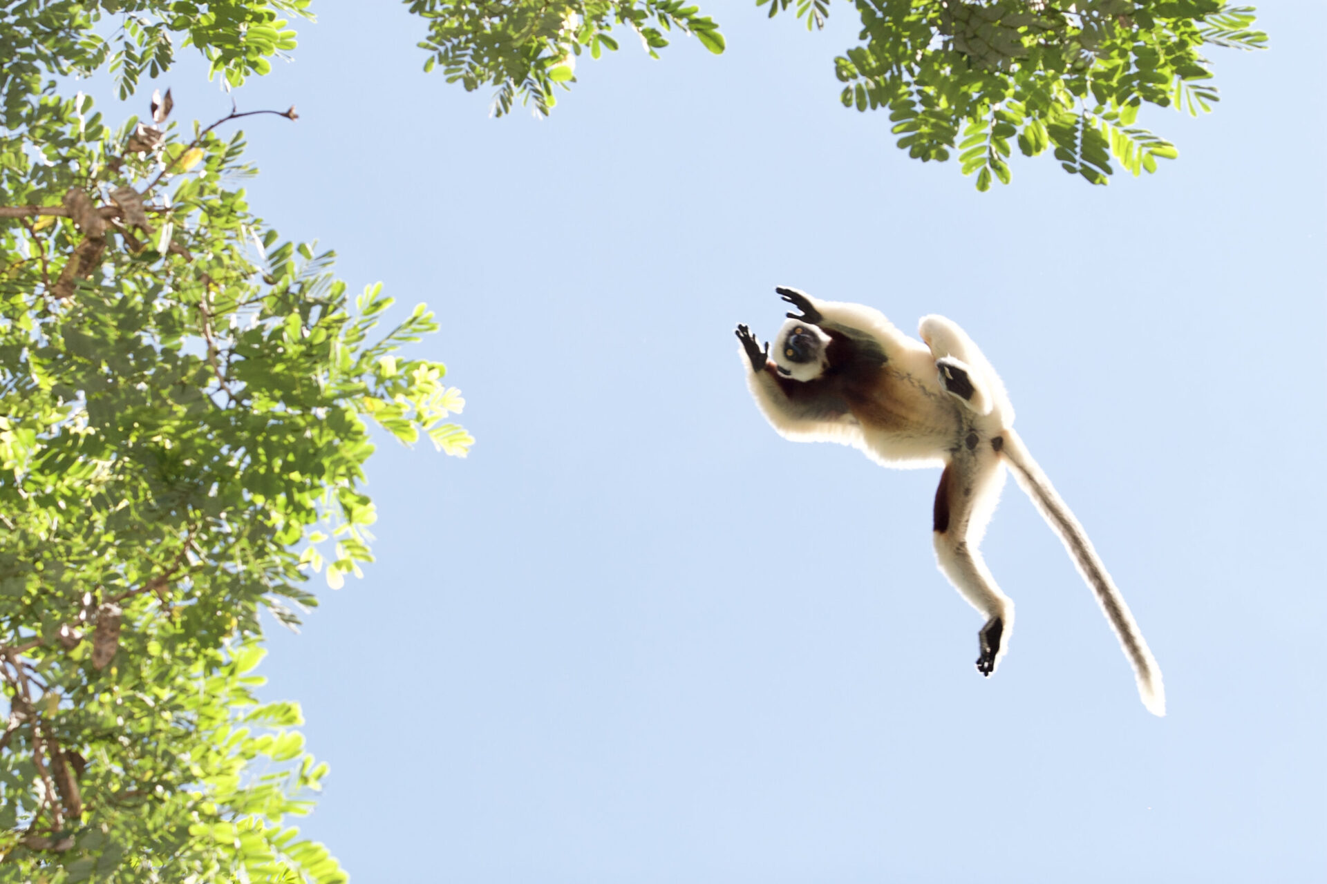 View of a sifaka in Madagascar leaping into a tree against blue sky