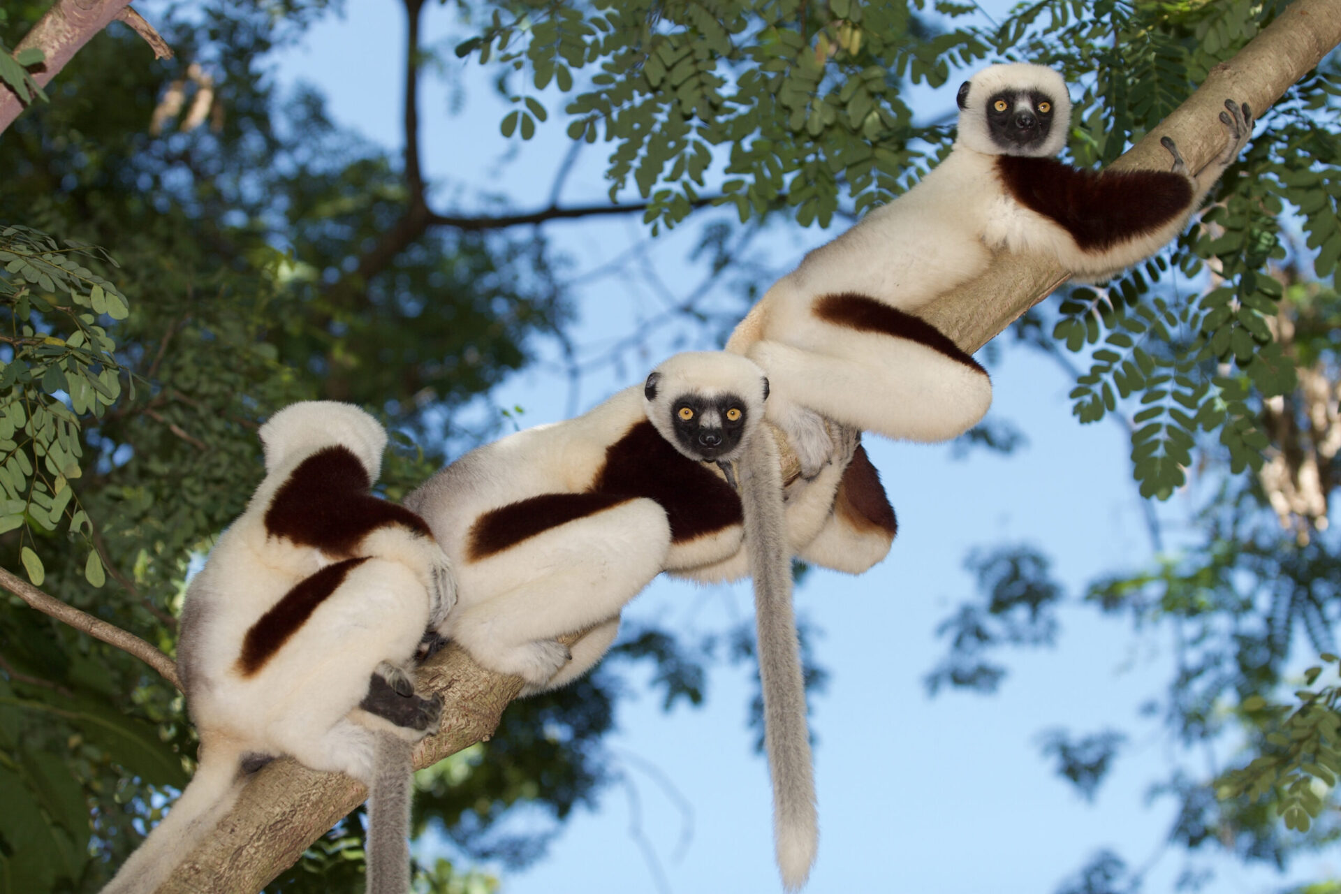 Trio of sifakas in a tree in Madagascar