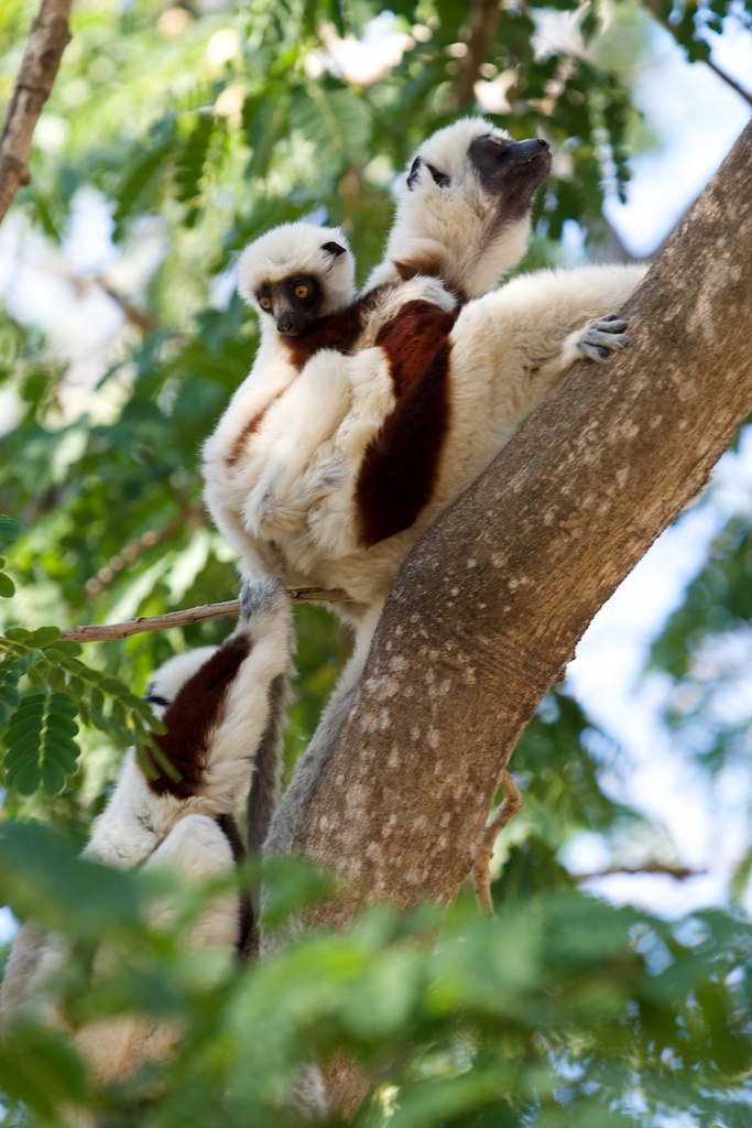 Mother and infant sifaka in tree in Madagascar