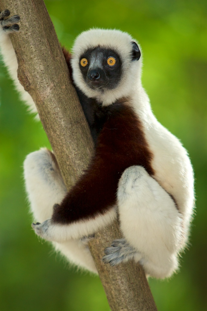 Portrait of a sifaka in tree in Madagascar