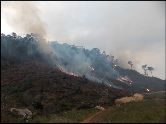 slash and burn agriculture